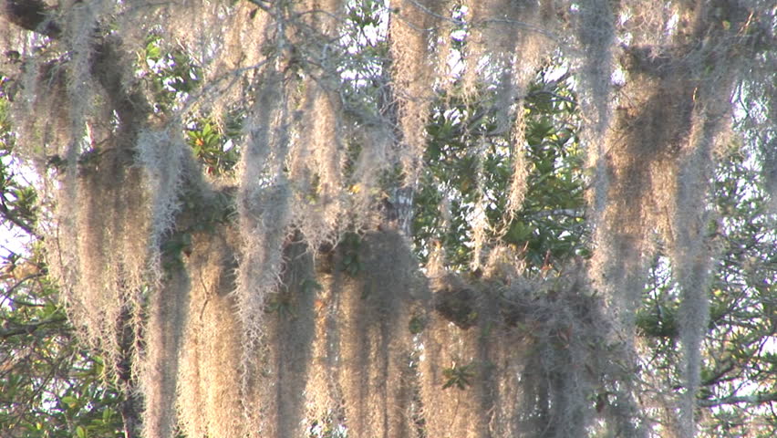 Spanish Moss in Live Oak tree in central Florida.