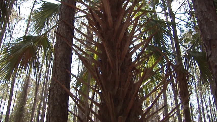 Cabbage Palm Tree in central Florida forest