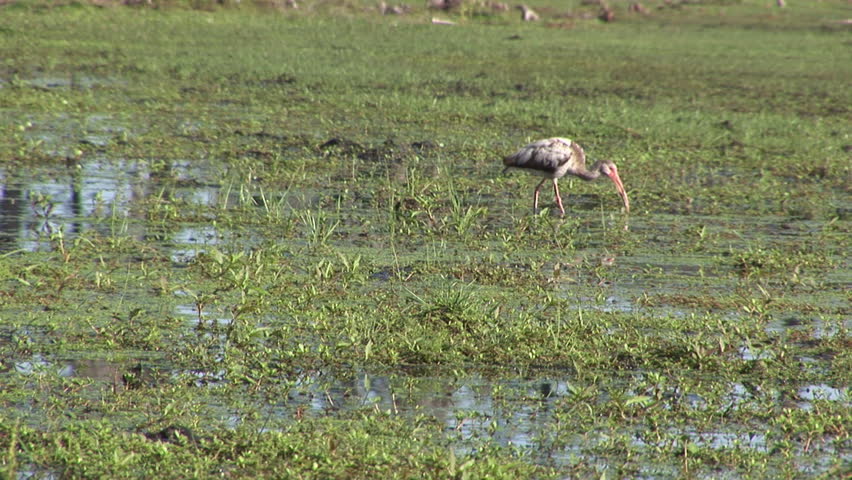 Immature Ibis bird feeding in Florida swamp.