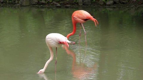 Pink flamingo (Phoenicopteridae) on green lake