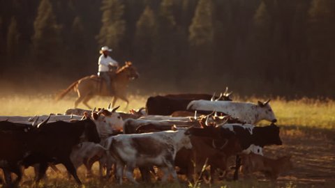 Cowboys herding cattle 