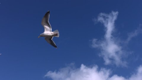 Flock of seagulls fly overhead, slow motion