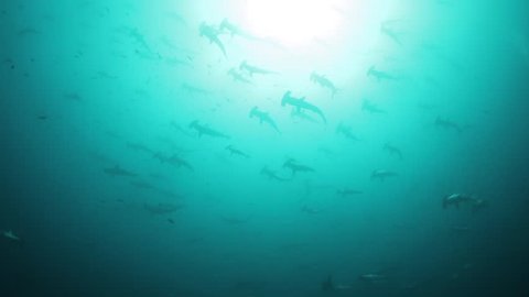 Schooling hammerheads sharks, Cocos Island, Costa Rica