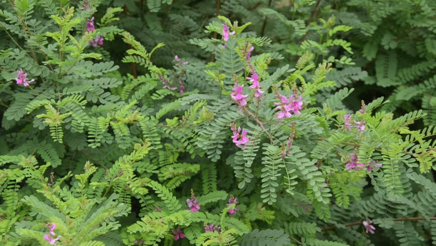 indigofera fargo