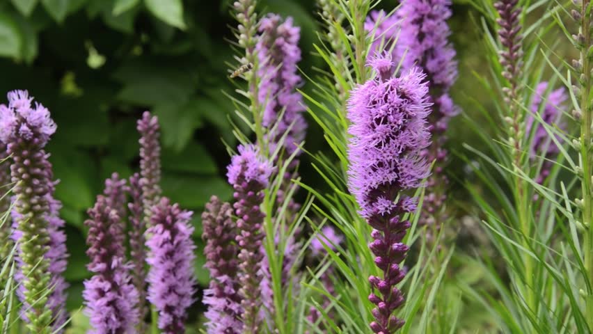 Meadow Blazing Star (liatris Ligulistylis ...