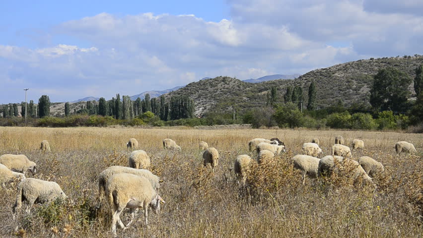 Flock of sheep feeding on the country side