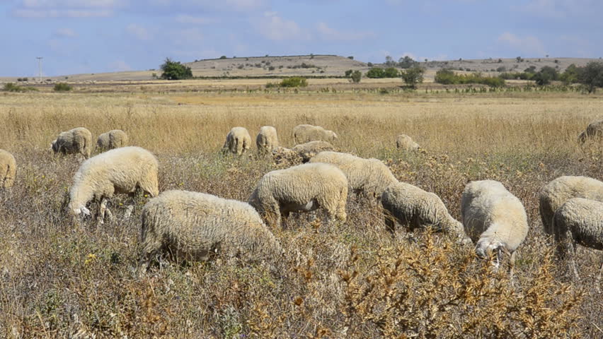 Flock of sheep feasting