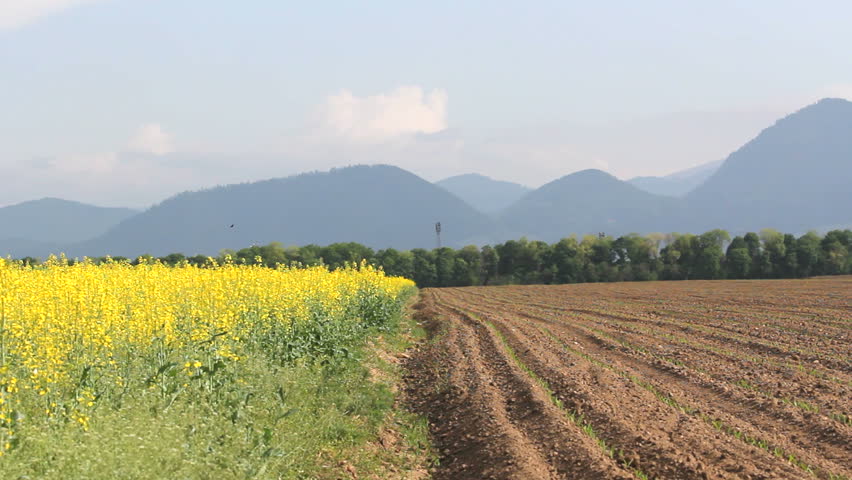Beautiful scenery, spring soil near rape flourish field with yellow flowers