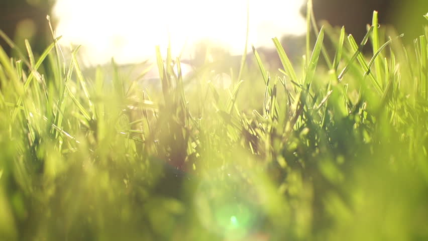 Crawl Through Grass in 240fps Stock Footage Video (100% Royalty-free ...