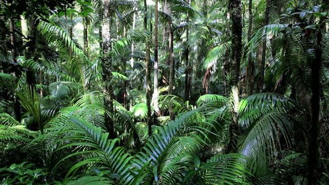 Peaceful scenic of a rainforest after rainfall in Fungella National Park, Mackay, Queensland, Australia