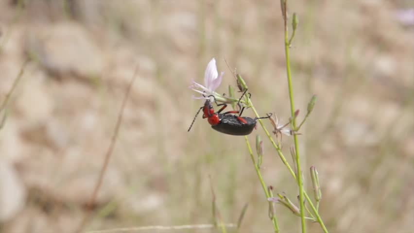 A cool red and black desert beetle