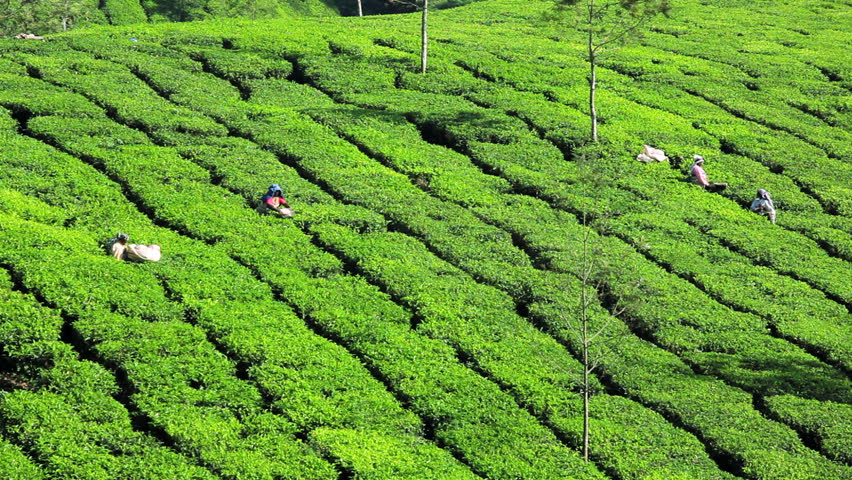 Workers Harvesting Tea Leaves From Stock Footage Video (100% Royalty 