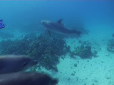 A female Bottlenose dolphin with her calf getting playful around divers