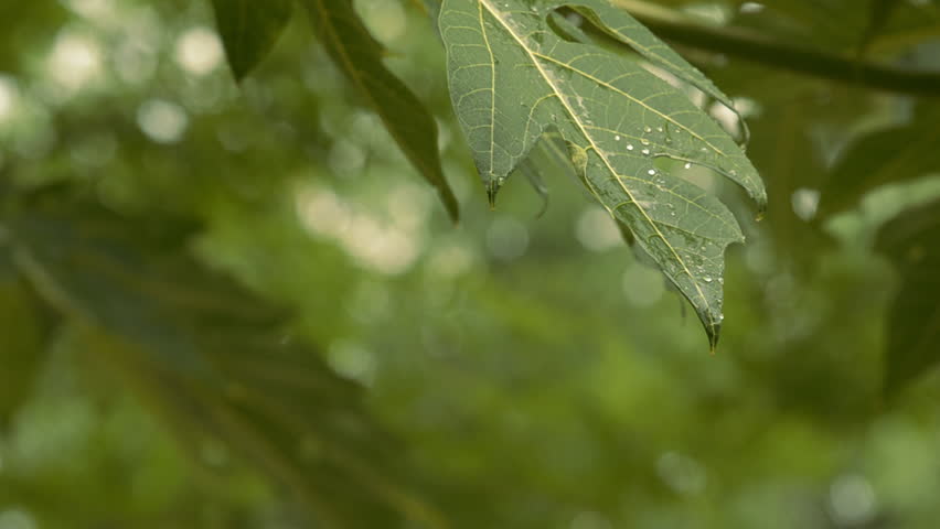 Light rain falling on a Papaya tree leaf.