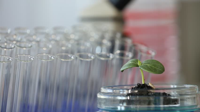 Green plant in genetics laboratory
