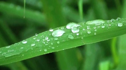 leaf of reed with water drips