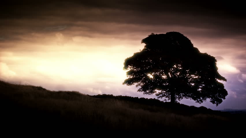 Silhouetted tree set against a dramatic sky with a Power Station in the lower
