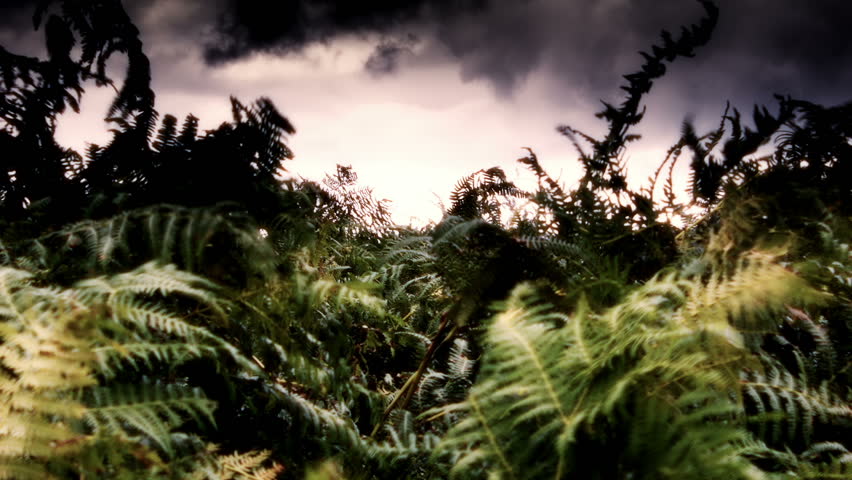 Blowing Fern Plants Set Against A Dramatic Sky On A Yorkshire Moor.