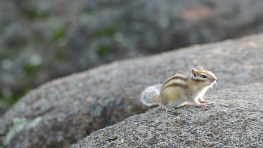 Siberian Chipmunk