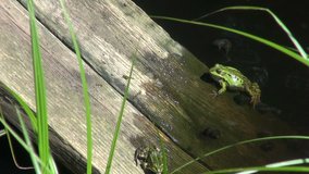 green frogs in pond on wooden plank