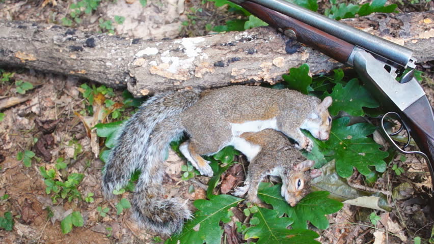 Squirrel hunting is a popular form of sport hunting in the United States.