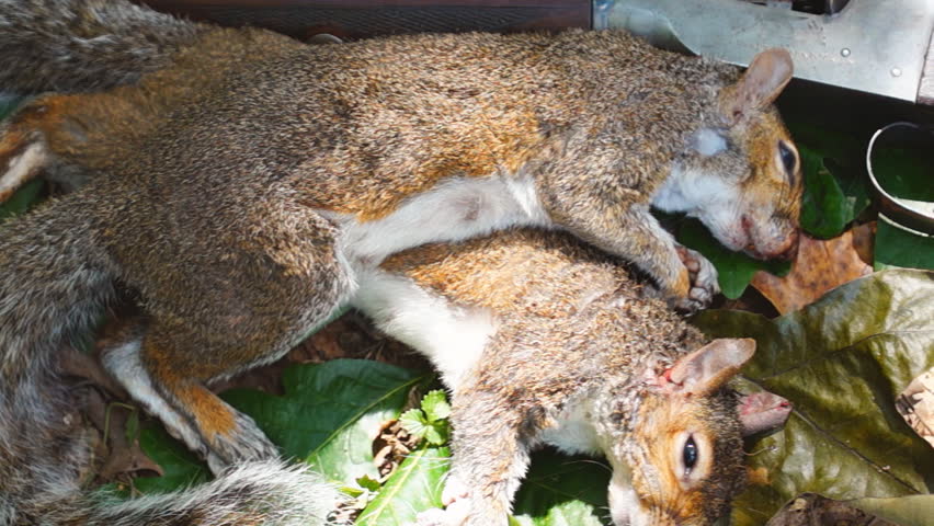 Squirrel hunting is a popular form of sport hunting in the United States.