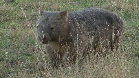 Wombat Walking.
Wombats are short-legged, muscular quadrupedal marsupials, native to Australia.