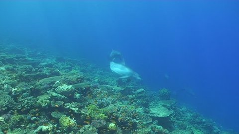 Two Bottlenose dolphins playfully swim over the reef before joining up with the pod and heading up to the surface where snorkelers are watching