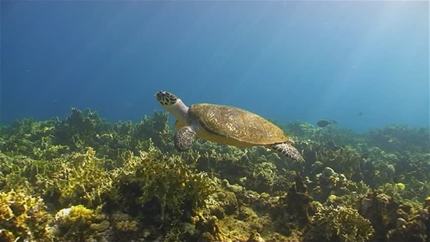 Hawksbill turtle swimming slowly over the reef at Small Brother, with sunbeams dancing on it