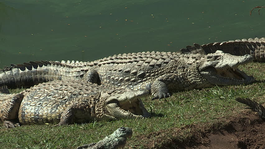Crocodiles next to water