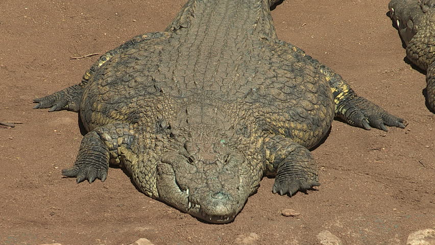 Close up of a fat crocodile