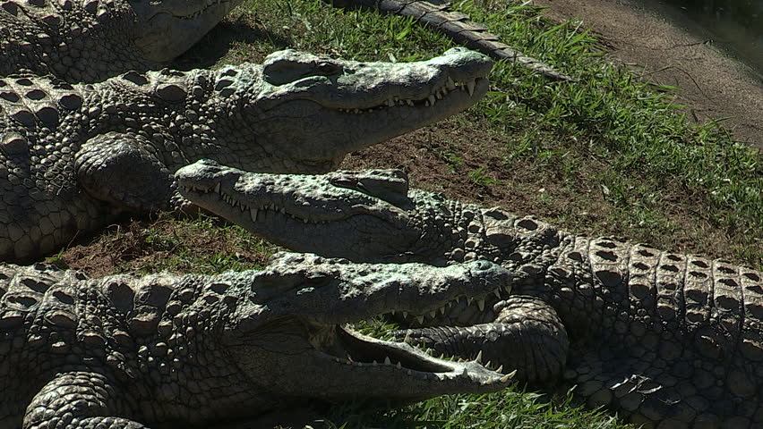 Crocodiles with mouths open and closed
