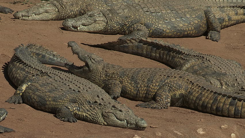 Crocodiles sunbathing on sandbank 