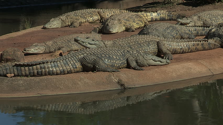 Crocodiles sleeping on an island