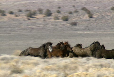 A herd of wild horses gallop across the foothills near Reno, Nevada.