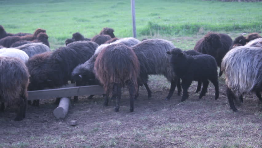 Brown and Black Sheep at feeding time near Jaquirana, Brazil.