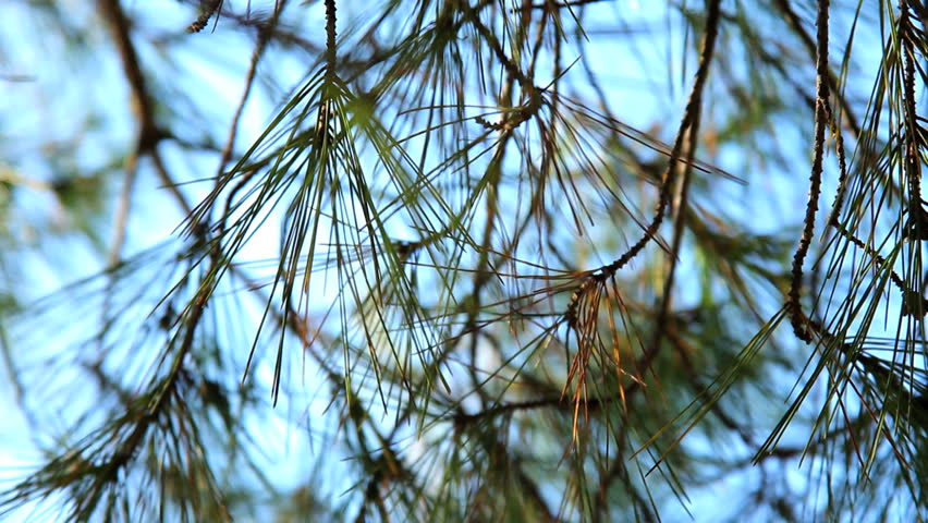 abstract pine tree needles detail