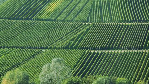 Couple waking through a vineyard field at Beilstein, Mosel Valley, Rhineland, Palatinate, Germany