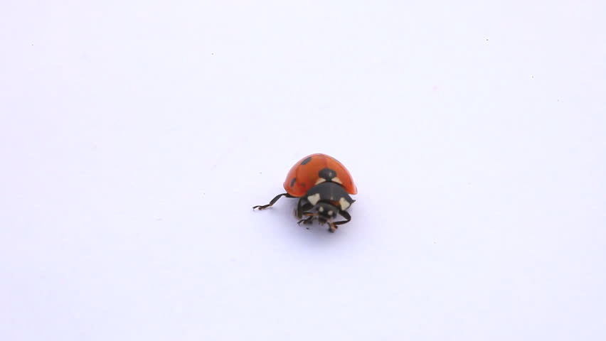 ladybug on the white background