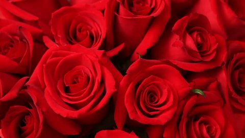 Close up of red roses 