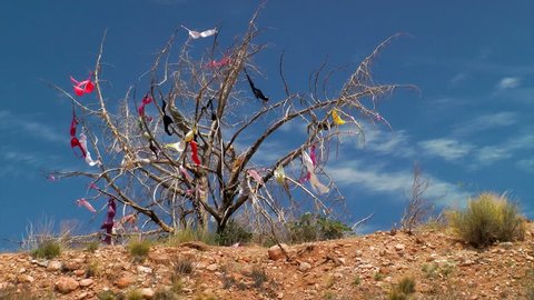 Dead tree covered in bras hung by travelers passing by, Utah