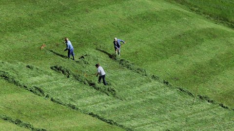 Close overhead view of Italian farmers harvesting hay from a grassy hillside in the Italian Dolomites, Italy