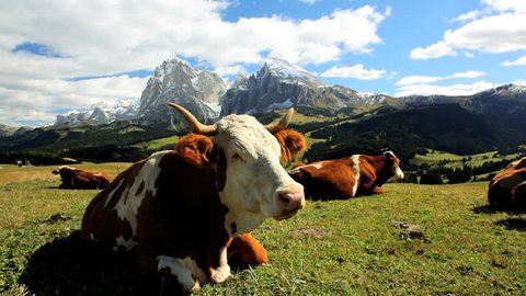 Close up of a group of cattle grazing in an alpine meadow in Seiser Aim under the Italian Dolomites