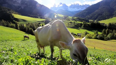 A pair of cows graze on a grassy hillside near the rural village of Val di Funes with the Italian Alps in the distance