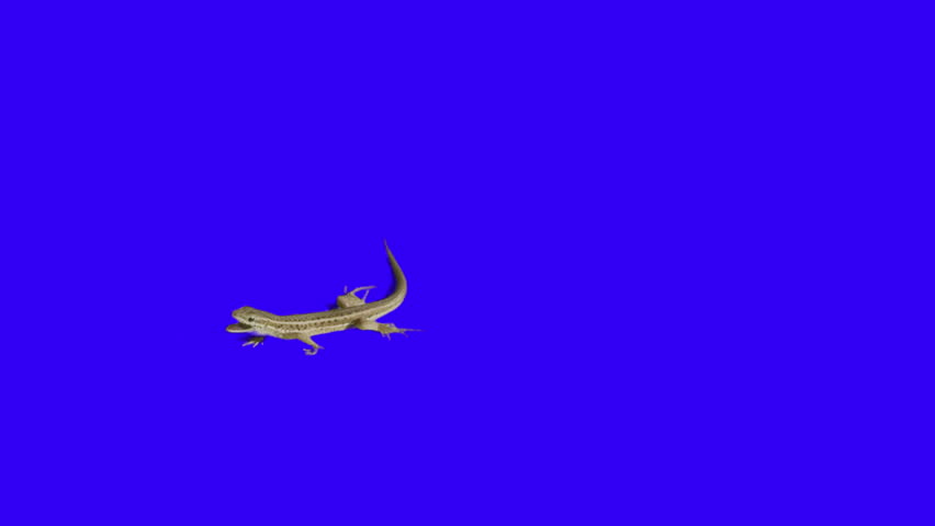 lizard moving arround on blue background Stock Footage Video (100% ...