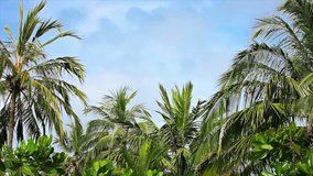 Video 1920x1080 - Palms grove swaying on the wind against a blue sky