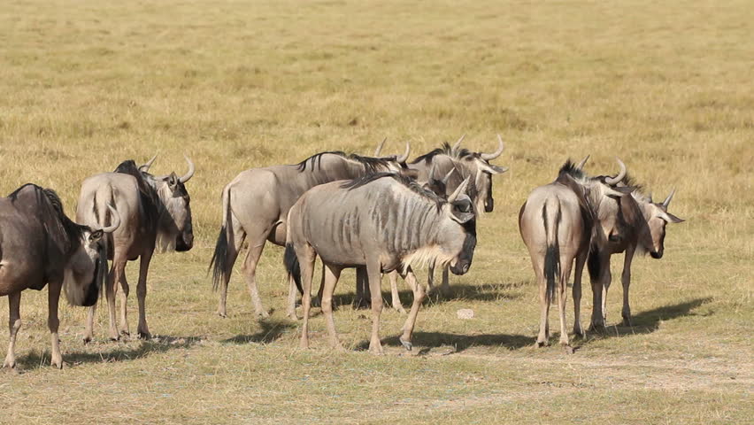 eastern white-bearded wildebeest connochaetes taurinus albojubatus ...