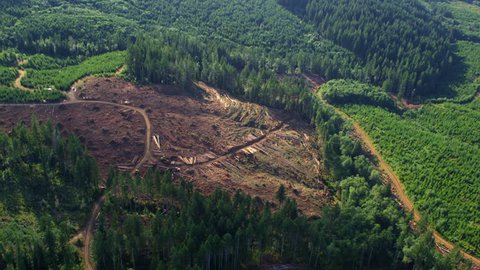 Logging operation in Oregon forest, aerial shot Arkivvideo