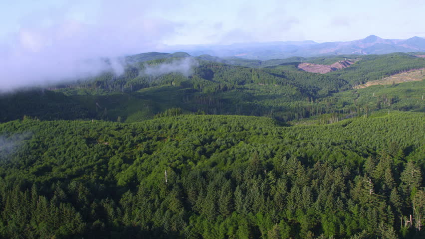 Clouds over fir trees in Oregon forest