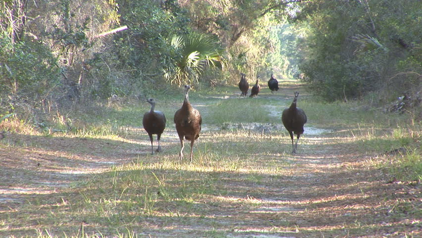 Wild Turkey flock of hens being followed by a mature gobbler displaying during